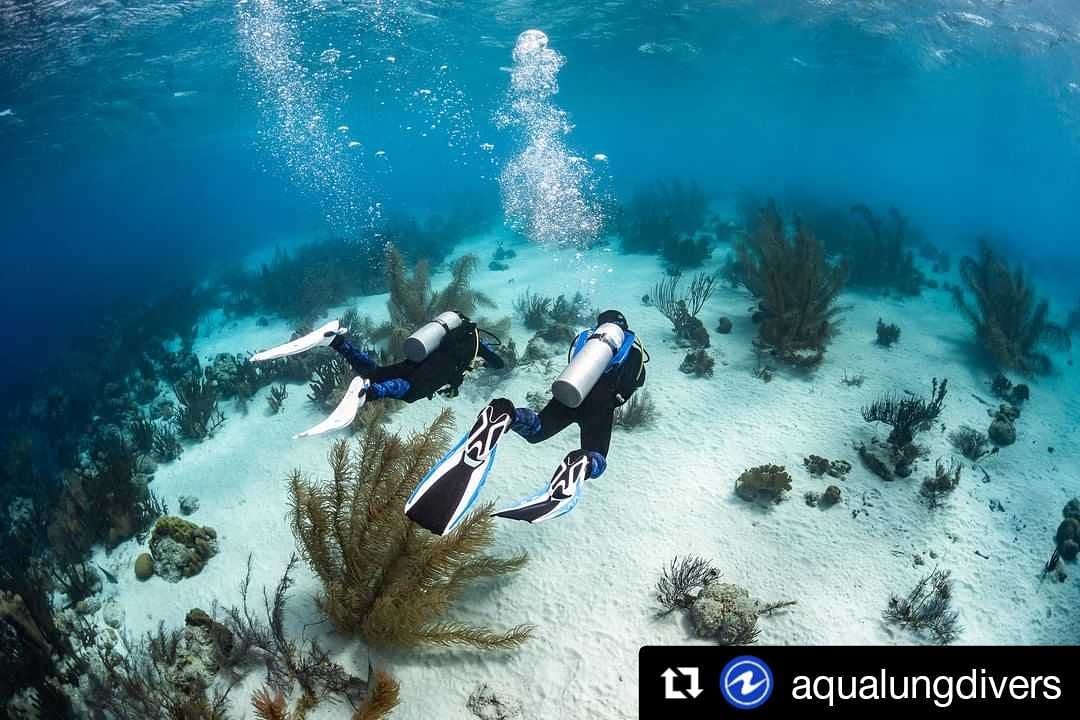 IndiaDives's tweet photo. Kicking our way through Monday... or is it Tuesday? Anyone else losing track?⁠
⁠ 📸: Greg Lecoeur ⁠
⁠#Repost @AquaLungDivers
#stormfin #AquaLungDivers #Phazer  #divefins #wetsuit #diveequipment #scubafins #scubagear #uwphotograph #divegear #diving #equipment https://t.co/dS7kIQw16O
