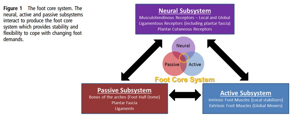 Pequeño hilo de un gran olvidado en las lesiones de MMII
🦶El complejo del pie ➡️ integrado por sistema pasivo, activo y neural. 
➡️Importante para dar control dinámico del pie durante actividades funcionales.