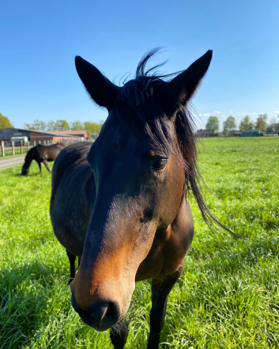 PascalHajdys's tweet photo. #lipperode #germany #deutschland #pferd #horse #animal #photography #photooftheday #PHOTOS #photo #photographer #foto #fotografie #FOTOS #shot #shotoniphone https://t.co/MCSol0NiL7
