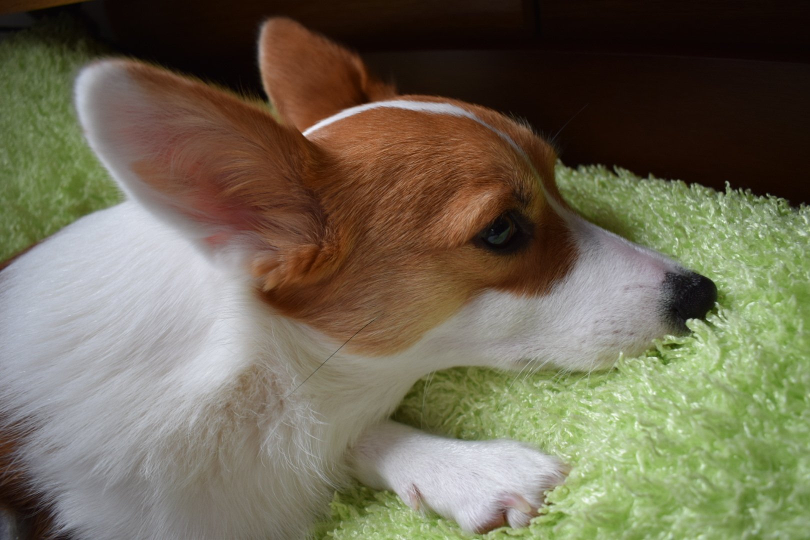 あんず Apricot Corgi Twitter