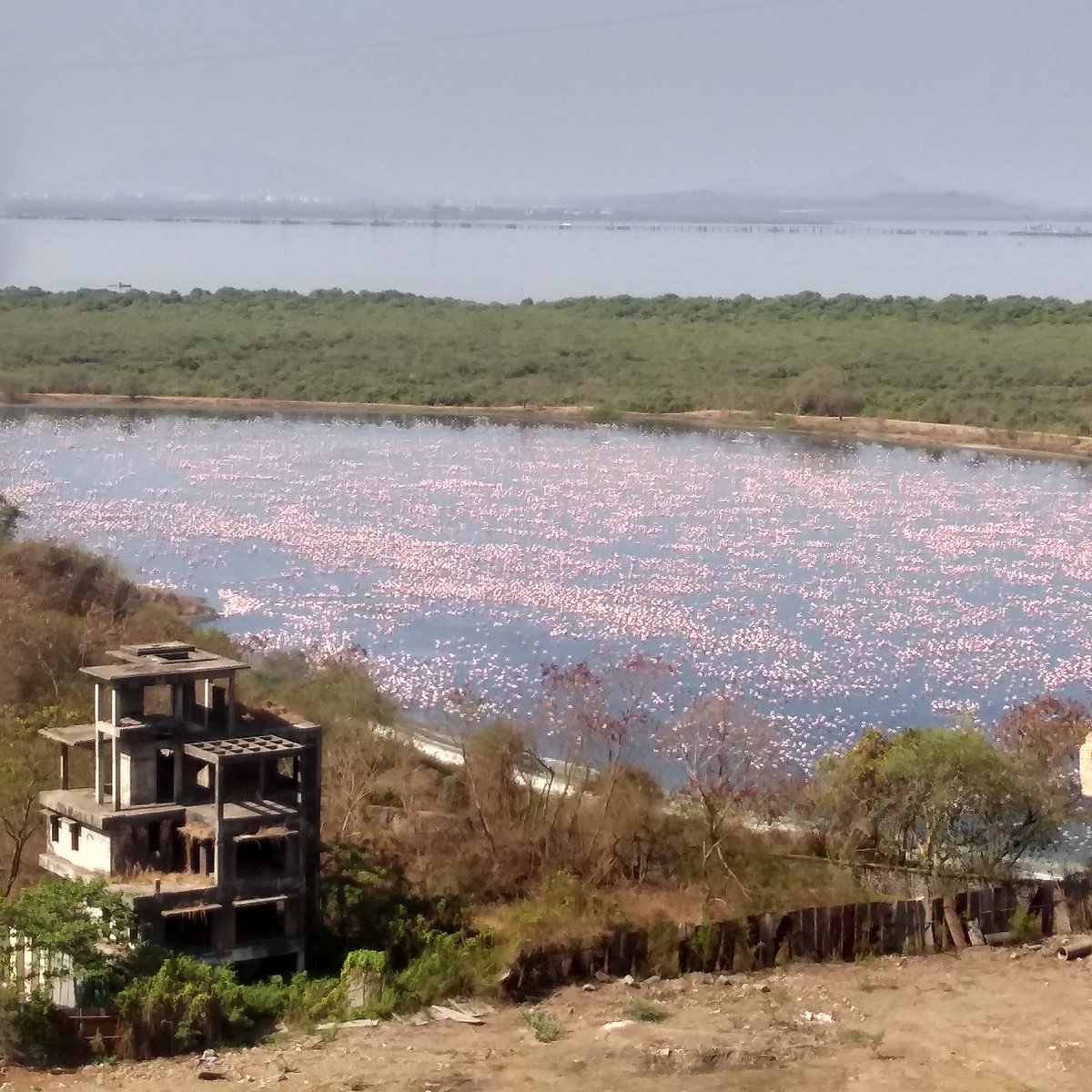 Picture of  #flamingos at Talawe  #Wetlands today frm my window. The ugly building in this picture is another scam by  @CIDCO_Ltd where  #judiciary had to stop the work .   @timesofindia story :  https://timesofindia.indiatimes.com/city/mumbai/HC-stays-Cidco-bosses-housing-plans/articleshow/786375.cms #KeepWetlands  #sayNoToGolfCourse  #cidcobuildernexus