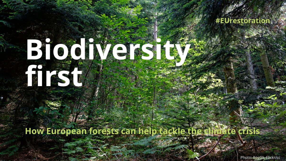 Fern_NGO's tweet photo. To increase our #resilience to future shocks, we need to bring nature back.

Our new briefing shows why the #biodiversity and #climate debates need to come together like never before, and how that is possible. 

https://t.co/gKlcIDa8NC

#ProtectRestore
#resilience https://t.co/Q5lem0Oeew