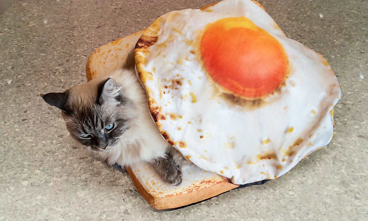 Можно котам хлеб. Кот бутерброд. Бутерброд кошечка. Кот хлеб. Котенок в бутерброде.