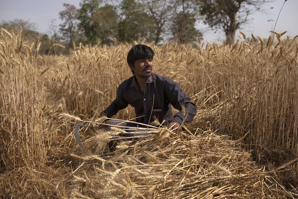 But for Dayaram and his family, life back here is even more difficult than the shanty town in Delhi they had migrated to. After three days harvesting wheat, they received no cash payment, just 50 kilos of the crop to take the village flour mill.