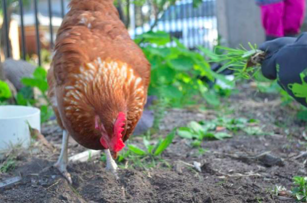 MattyP20791979's tweet photo. Not only would a school farm unlock various learning opportunities for students, but it would also allow for the possibility of an integrated curriculum with a strong focus on environmental sustainability. #UoNTeach https://t.co/8BfF7nNznY