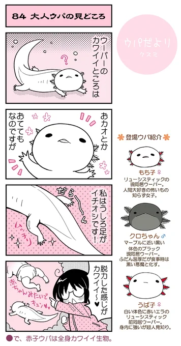 【ウパだより84】気まぐれ公開ウーパールーパー4コマ。ウーパーのどこが好き?(https://t.co/5eoVFWNE2C) #ウパだより #うぱ子だより #ウーパールーパー 