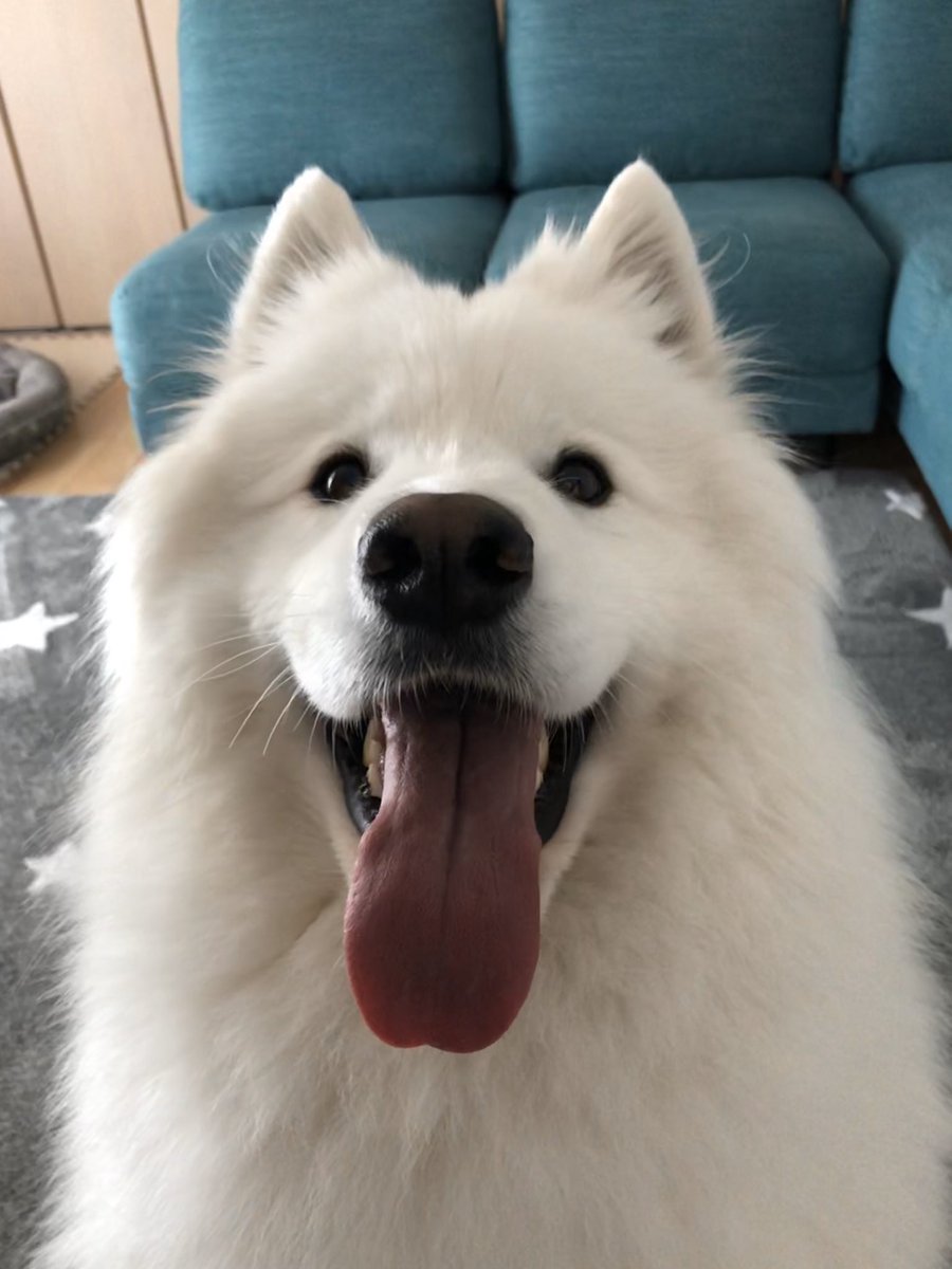 あゆみ サモちゃんはよく家で アホっぽくて可愛い と言われている サモエド サモ Samoyed あゆみ サモちゃんはよく家で アホっぽくて可愛い と言われている サモエド サモ Samoyed