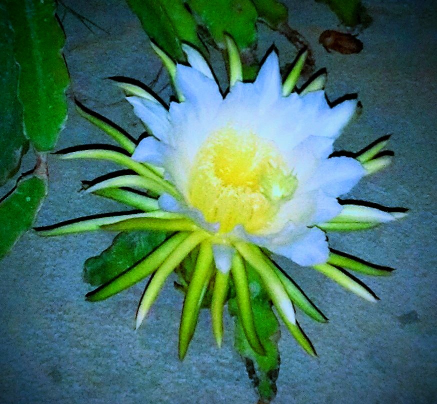 trini_chat's tweet photo. @AGulstonTV6 @tv6tnt Good morning just one more flower I believe it is a Dragon Fruit. https://t.co/TQXV41aF55