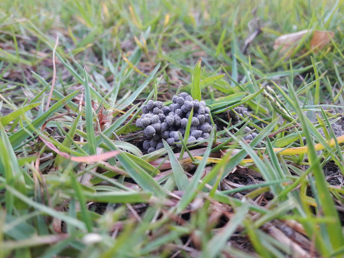 What is it thing and what's the name