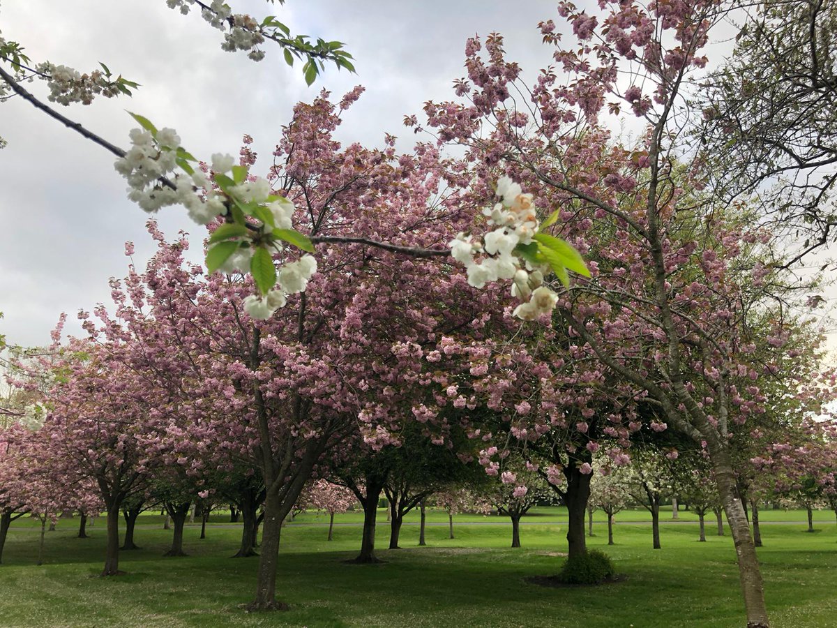 Cherry Blossom in the memorial gardens. See them while they're there!(mary Pierce)