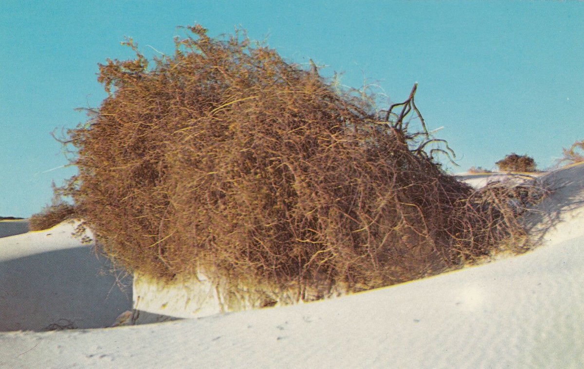 DesolateCards's tweet image. Vegetation at White Sands National Monument, New Mexico.