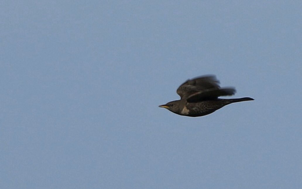 One positive of everyone going for a run, #flightshot #glosbirds #ringouzel
