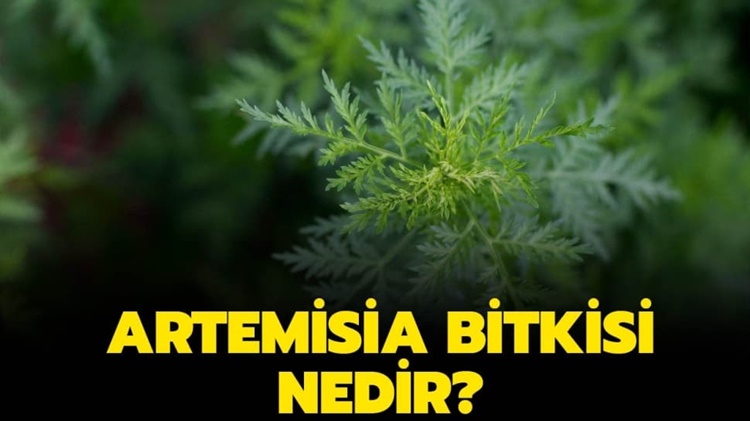 Video linki : youtu.be/mOp5dUxxALo

KORONA VİRÜSÜ İYİLEŞTİREN BİTKİ : ARTEMİSİA BİTKİSİ NEDİR ?  (Pelin otu bitkisi nedir ?)

#artemisiabotanicals #artemisiabrasil #artemisiabnb #artemisiabar #artemisiacentroantiviolenza
