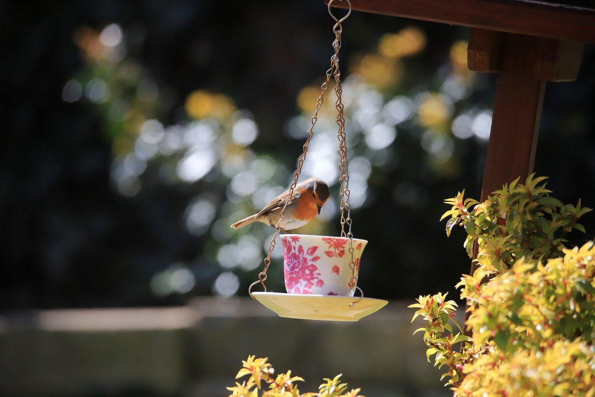 "Afternoon Tea" A welcome visitor to the garden this morning in the sunshine. <a href="/ThePhotoHour/">#ThePhotoHour</a> <a href="/StormHour/">#StormHour</a> <a href="/Natures_Voice/">RSPB</a>