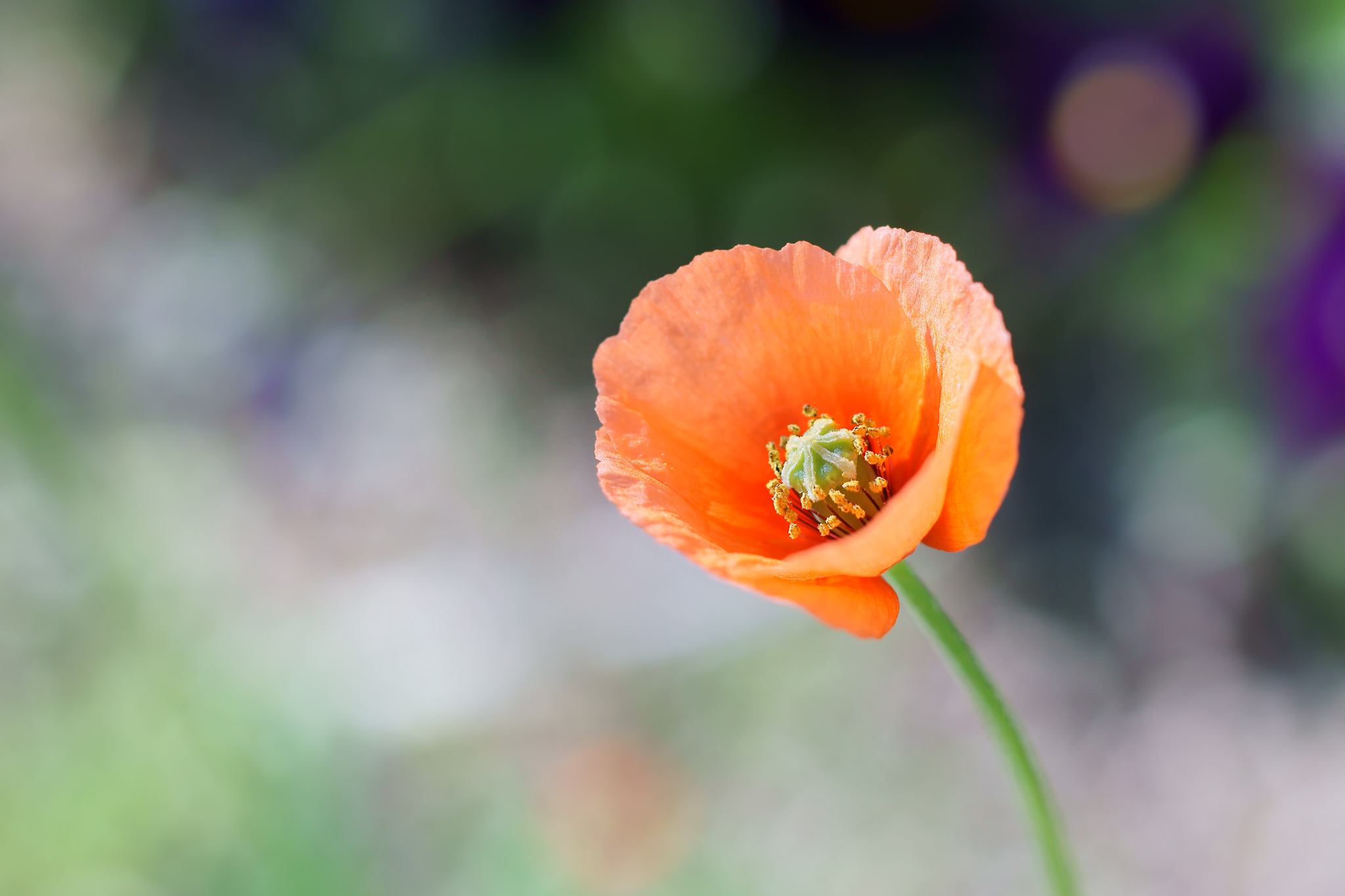 ナガミヒナゲシ Twitter Search Twitter