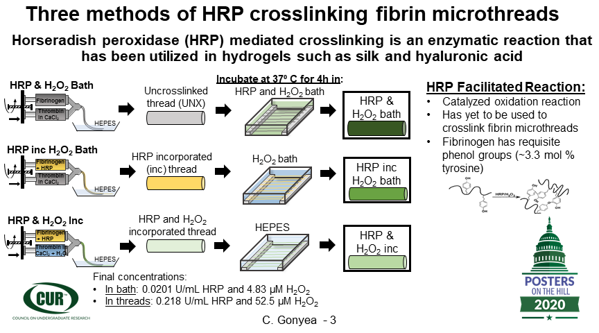 Cailin Gonyea tweet media