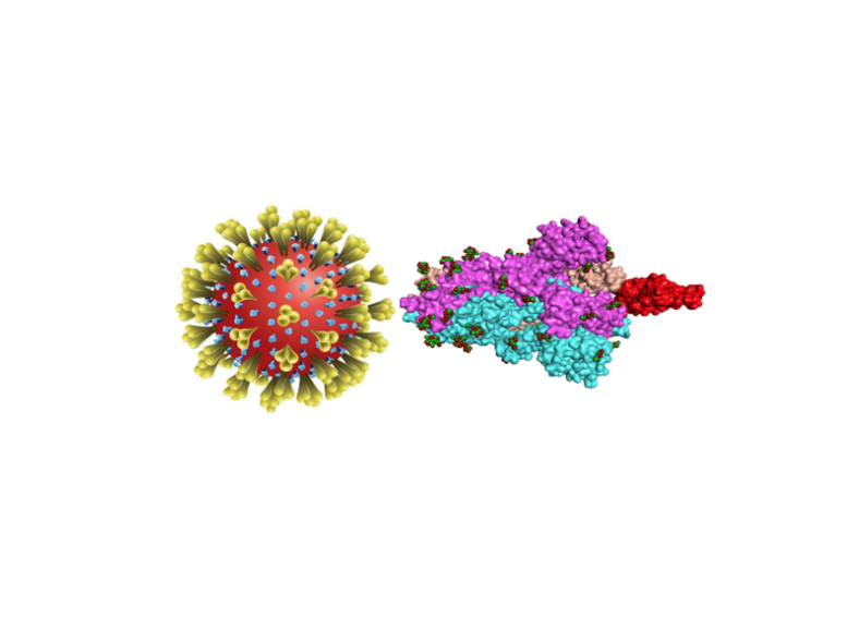 DGrangerOSQ's tweet photo. @Glycovax Pharma develops a vaccine against COVID-19

https://t.co/0FM1pVqzfq 
#GlycovaxPharma #Vaccine #Covid19 #VaccineCovid19 #Glycovax #VaccinGlycovax #çavabienaller https://t.co/aHfTOTGHxd