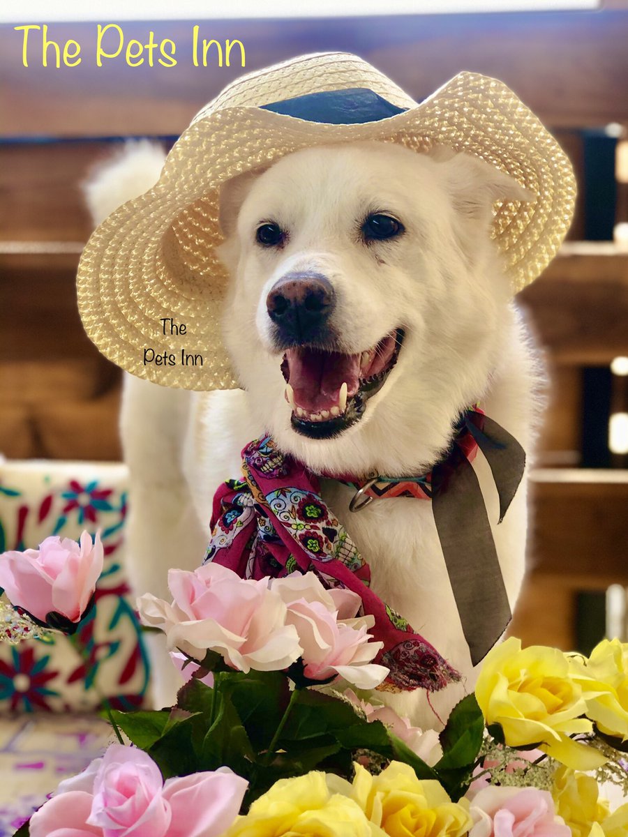 The Pets Inn SA (@thepetsinnsa) on Twitter photo 