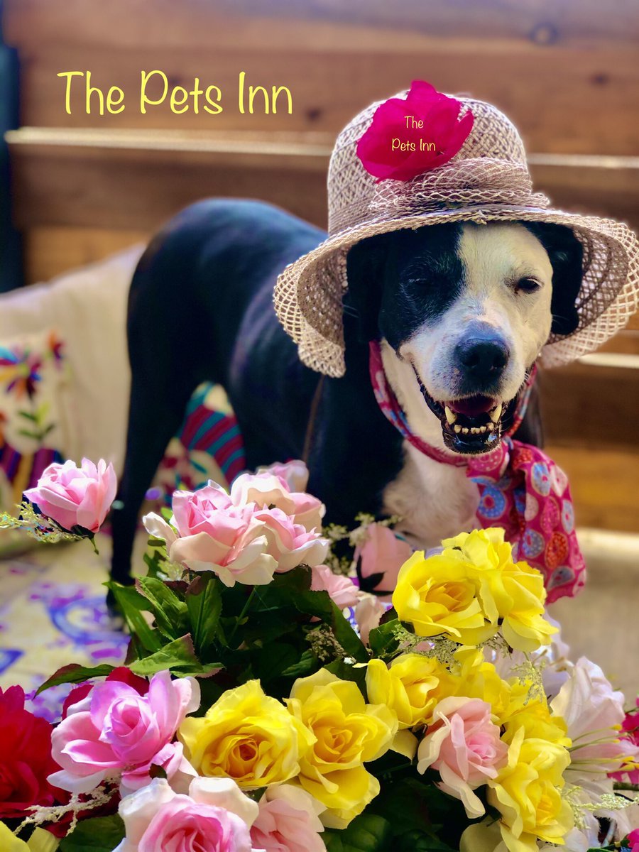The Pets Inn SA (@thepetsinnsa) on Twitter photo 