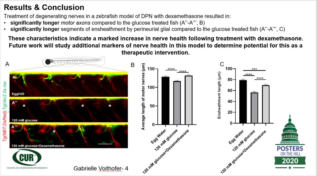 GVoithofer's tweet photo. In this study, dexamethasone was tested on a zebrafish model of diabetic peripheral neuropathy (DPN) in an effort to prevent or reverse peripheral nerve degeneration. We found a marked increase in nerve health following treatment with dexamethasone.#POH2020 #pohgoesvirtual https://t.co/O6Uee9nEwx