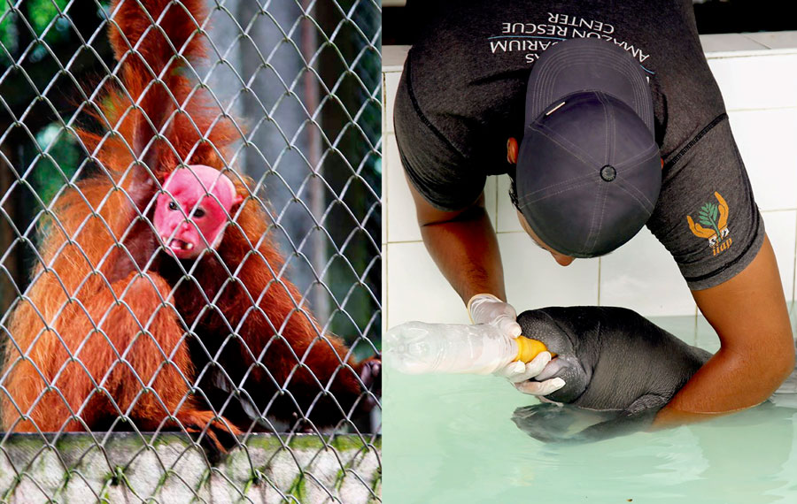 #EllosTambiénNosNecesitan Lanzan campaña para apoyar a fauna silvestre de centros de rescate y zoocriaderos afectados por #COVID19  ow.ly/ZQjm50ziwD5