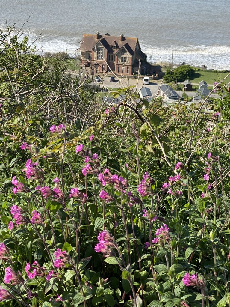 Out for a walk in the coastal grounds this morning <a href="/Westwardliving/">Westward Living</a> , doesn’t the haunted house look great today! #StayAtHomeSaveLives #westwardliving #selfcateringcottagesdevon #devon #westwardho #cottagesbythesea #luxuryUKdevonholiday