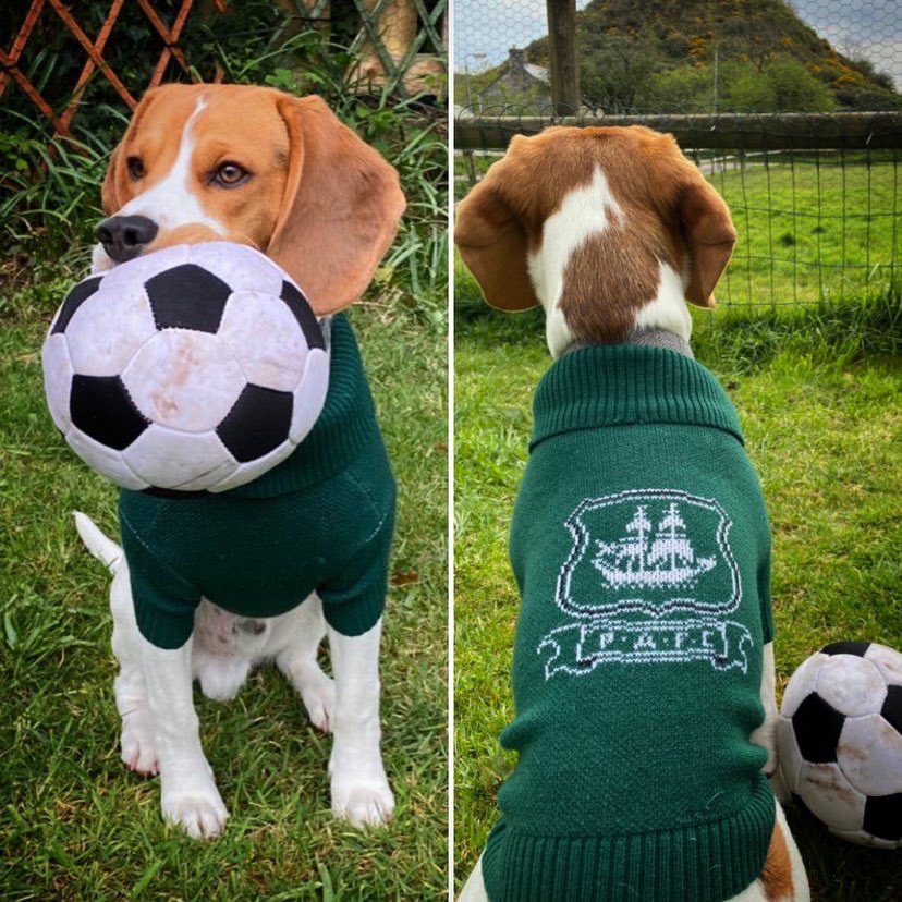 This is Louis. On Louis’ daily walks, he stares at every field incase football has returned and no one told him... he’s still waiting.  #ArgylePet