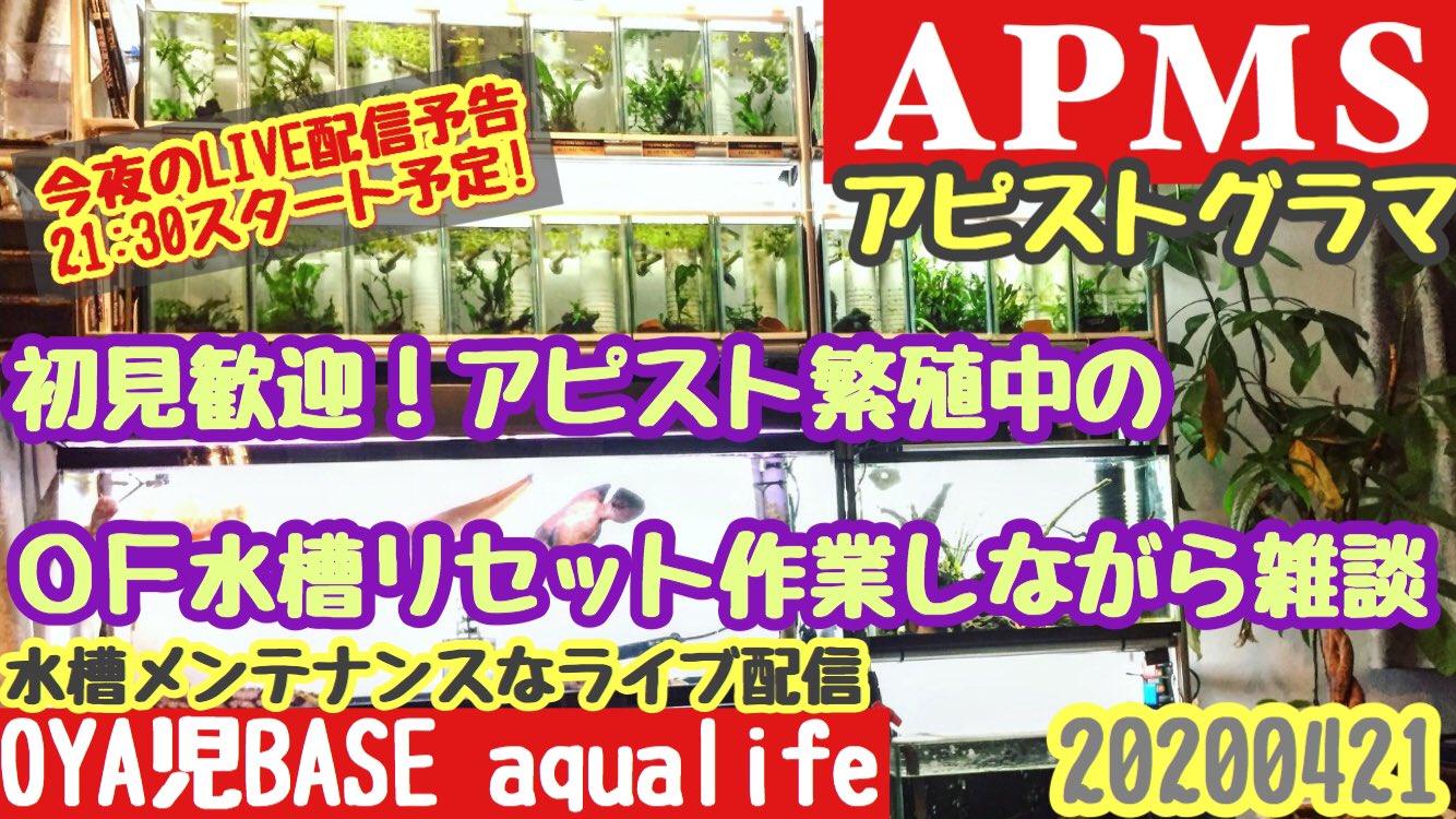 Oya児base Hide 初見歓迎 アピスト水槽リセット作業 21 30辺りからoya児baseリビングapms 多段循環 式オーバーフロー水槽の水換えメンテナンス お酒片手に是非遊びに来て下さいね T Co H4jlyvhrgs アクアリウム アピスト アロワナ