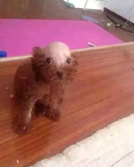 xul101's tweet photo. He rapado la cabeza a mi perro y le queda como el puto culo dios menuda pinta de gilipollas https://t.co/U1zQqEXVLV