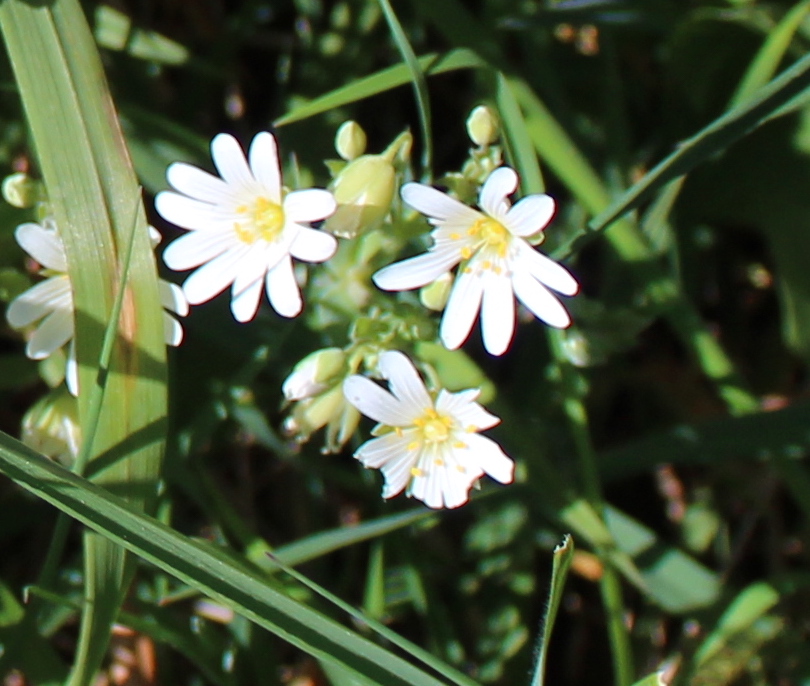 MD_Briggs's tweet photo. It's time for some #lunchtime wild flowers spotted on yesterdays stroll......
Red Campion - Silene dioica
Cowslip - Primula veris
Greater Stitchwort - Stellaria holostea
#SpringTyne in #Northumberland https://t.co/nF3gBR9jTw