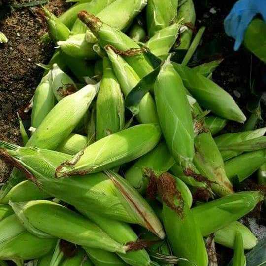 amirulamm's tweet photo. Kepada warga kuantan..
@KuantanTV
@kuantan
@KuantanViral

Peminat jagung manis sila munculkan diri dan rt

Jagung manis 8biji rm10.......cod sekitar kuantan 

Utk order ws

https://t.co/tQoISyETlB https://t.co/OalNPFVhzw