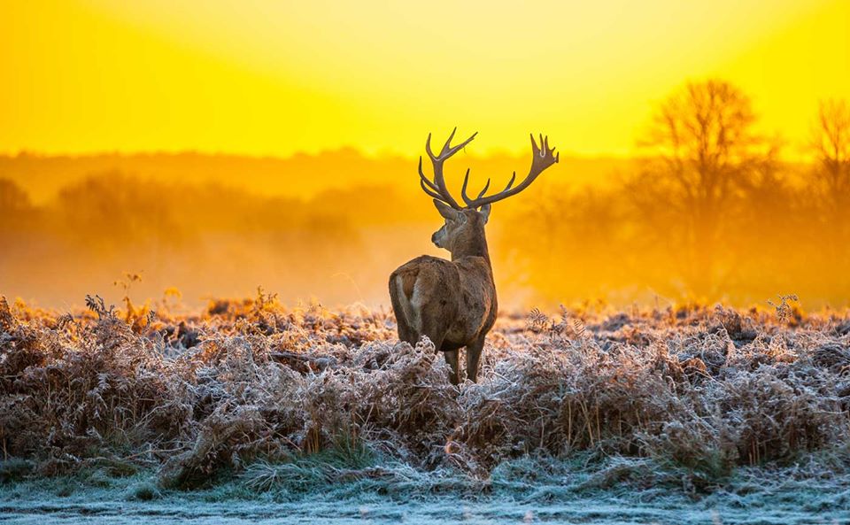 Holland_IND's tweet photo. The Hoge Veluwe National Park is covered in #woodland and features other quirky exhibits such as a sculpture park, and just some of the residents you will find in the park include red and roe deer.🦌 https://t.co/c2crJc1LNx
