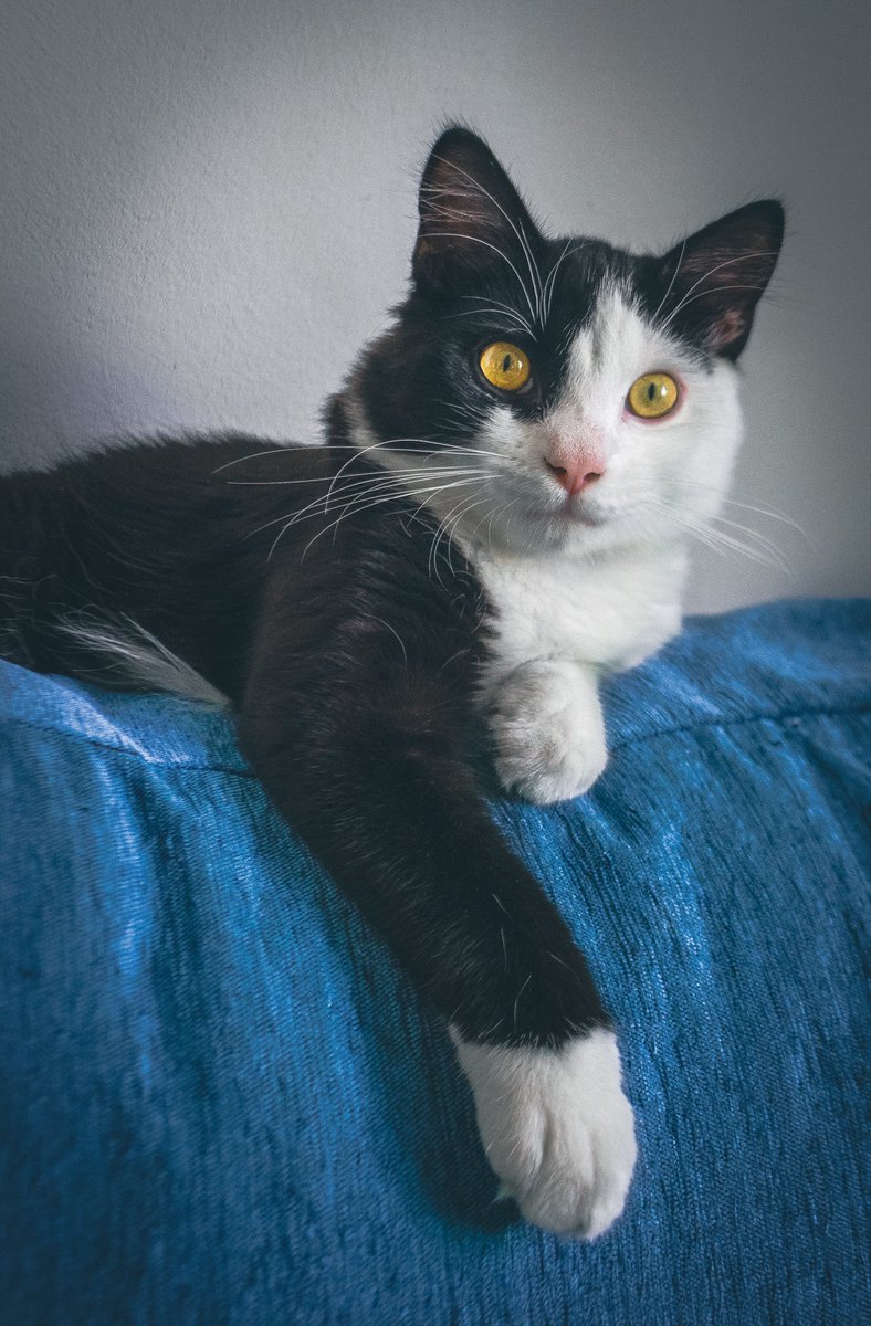 mwgbt's tweet photo. He subido fotitos de Nico a mi instagram de fotografía, quería compartirlas por aquí también, obviously 🙄
https://t.co/YvW5gyaAYu https://t.co/vMoMM2B3RQ