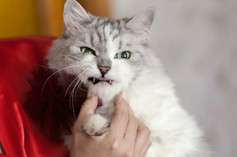 Timothy Thatcher As Cats tweet media