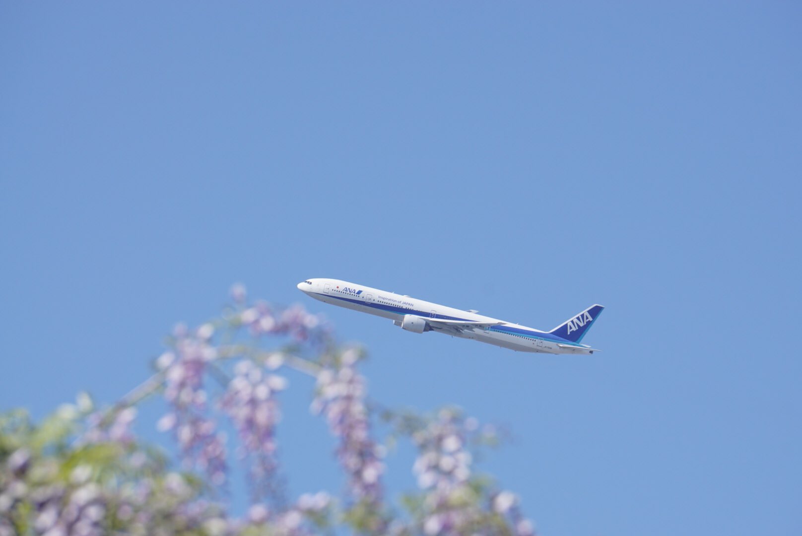 花と飛行機 Twitter Search Twitter