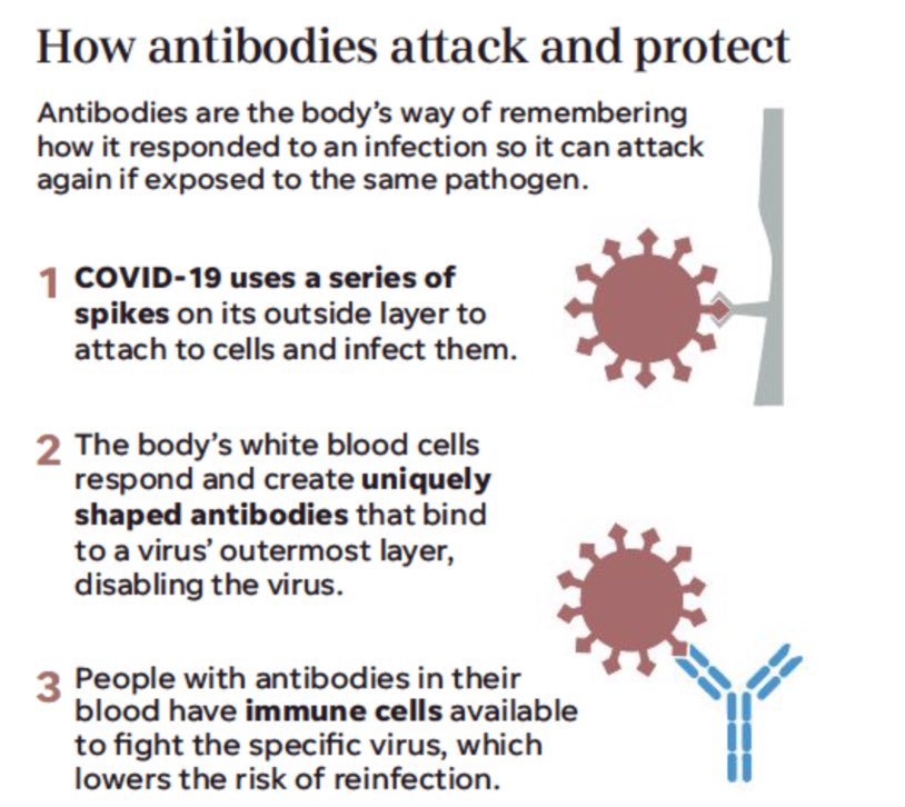 Immunology 101: Antibodies are part of our humoral immune system. We have initial responders (IgM) that are nonspecific and show up when something (virus/bacteria) doesn’t belong. IgG is the 2nd wave AND has the ability to learn & remember specific info about the invader.