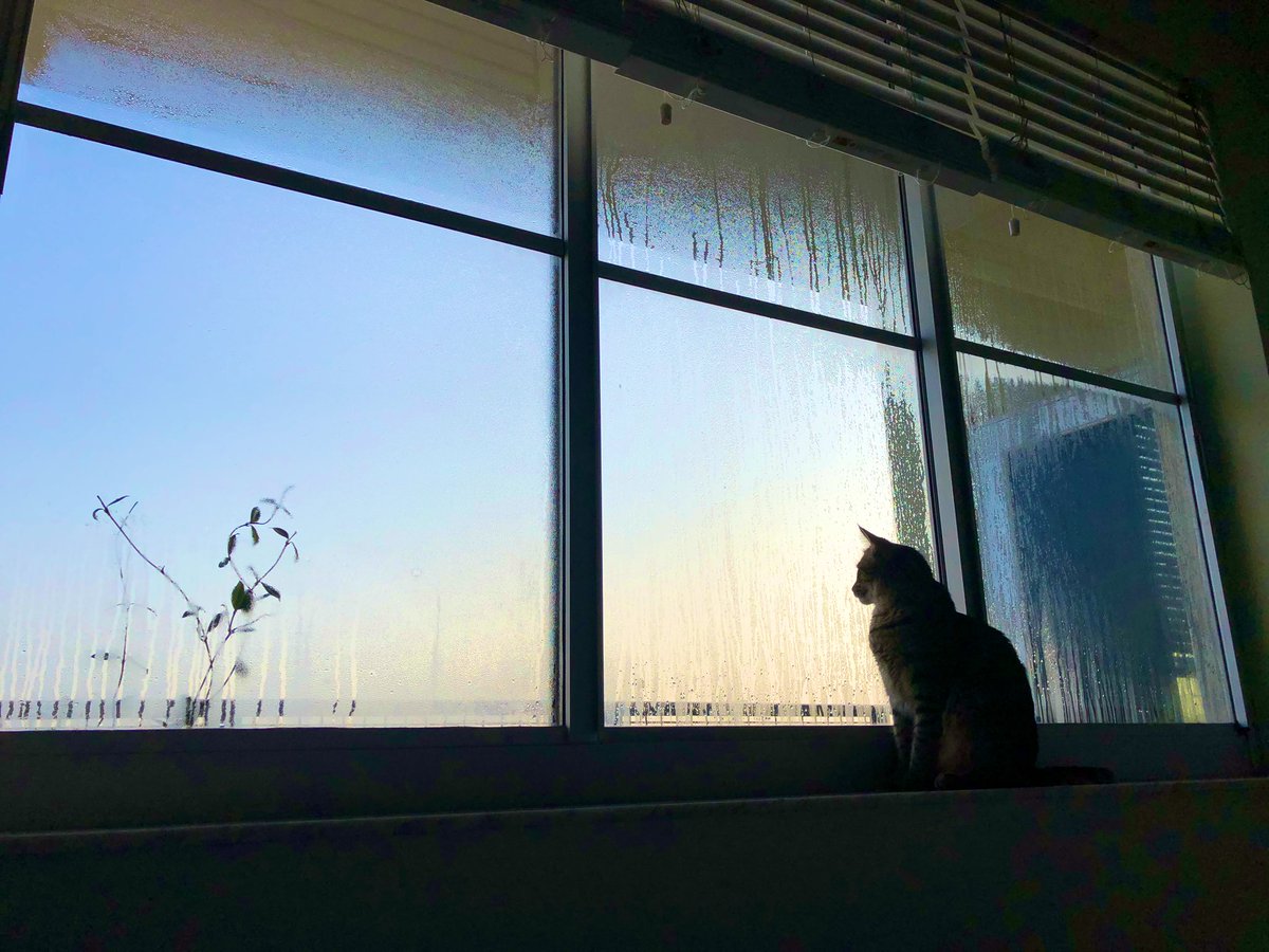 idk if he could see the sunrise this morning because the window was covered in dew but he still tried 