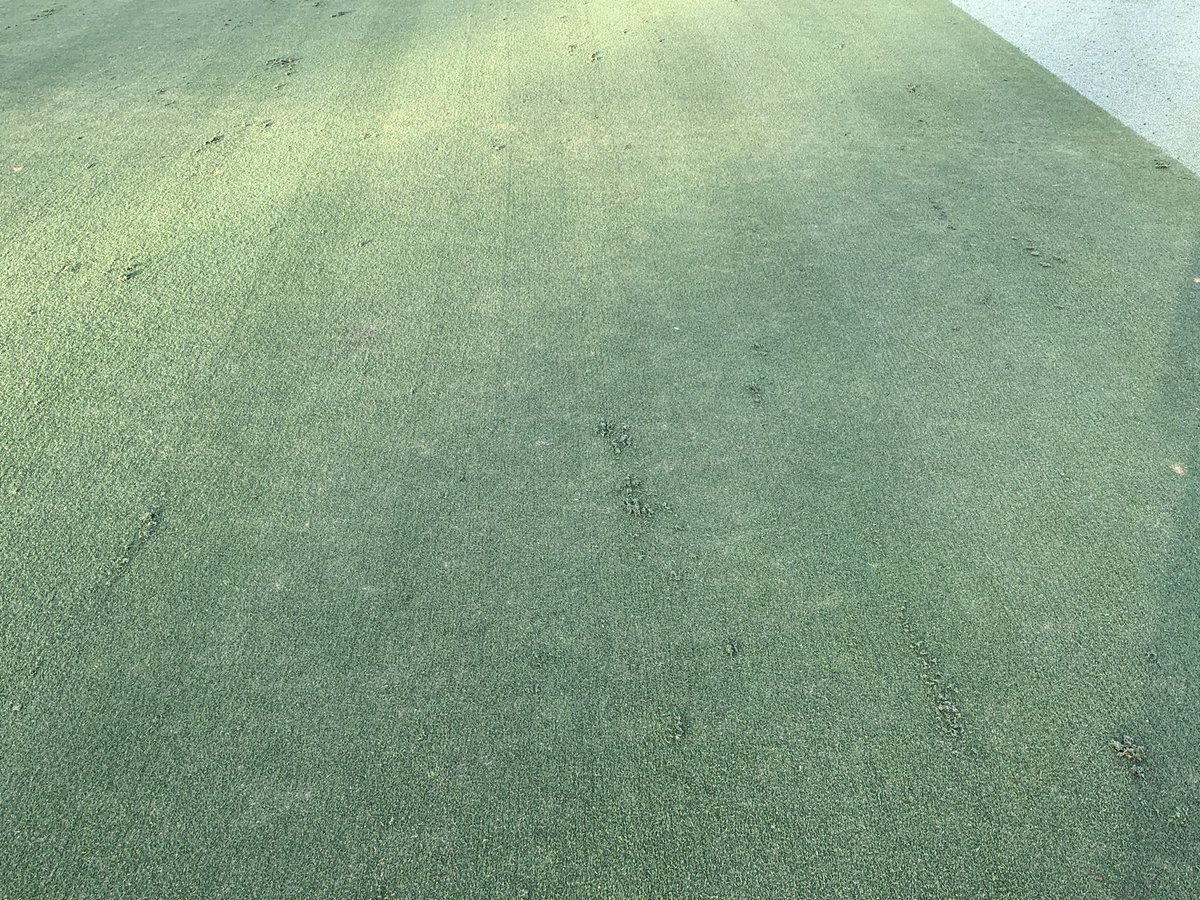 JCChildree's tweet photo. Lite backtrack grooming this morning. Blowing greens off then a good topdress. Cocoa mat and lots of water... #topdresstuesday #greensarelush https://t.co/MKmGadXyHh