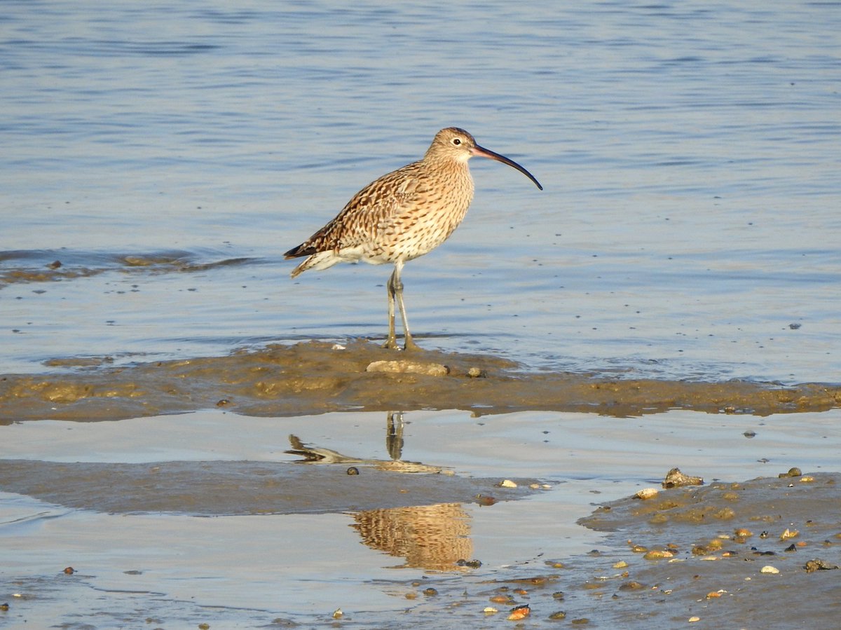 Today, thanks to the work of  @WCDApril21, is  #WorldCurlewDay.Here's a thread to help explain the importance of the  #Medway estuary for this now-threatened species...1/12