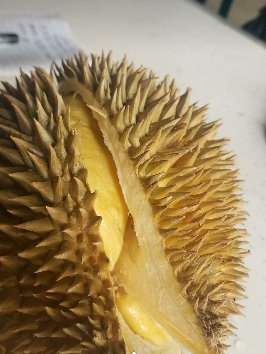 AndyNopha's tweet photo. Duriannya gaes..
Durian Montong palu
Dagingnya tebel,bijinya kecil,tiap hari fresh.
Cuma 80.000 ajaa per500gr
Buruan dipinang wkwk
Stok terbatas gaes 😊

#durian
#durianmontongpalu
#montongpalu https://t.co/2M1MPHQmPB