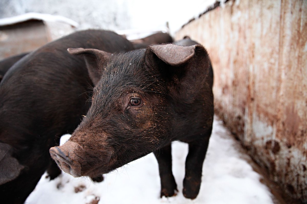 Minnesota Farmers Union tweet media
