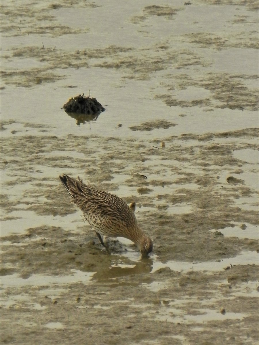 They find good feeding on the Medway's extensive mudflats... #WorldCurlewDay 3/12