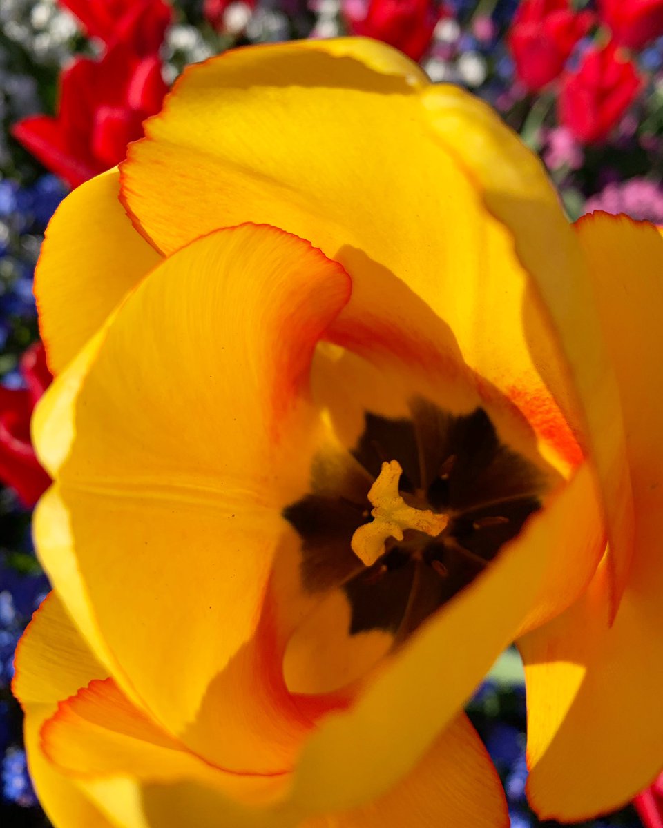 alicia davis tweet media