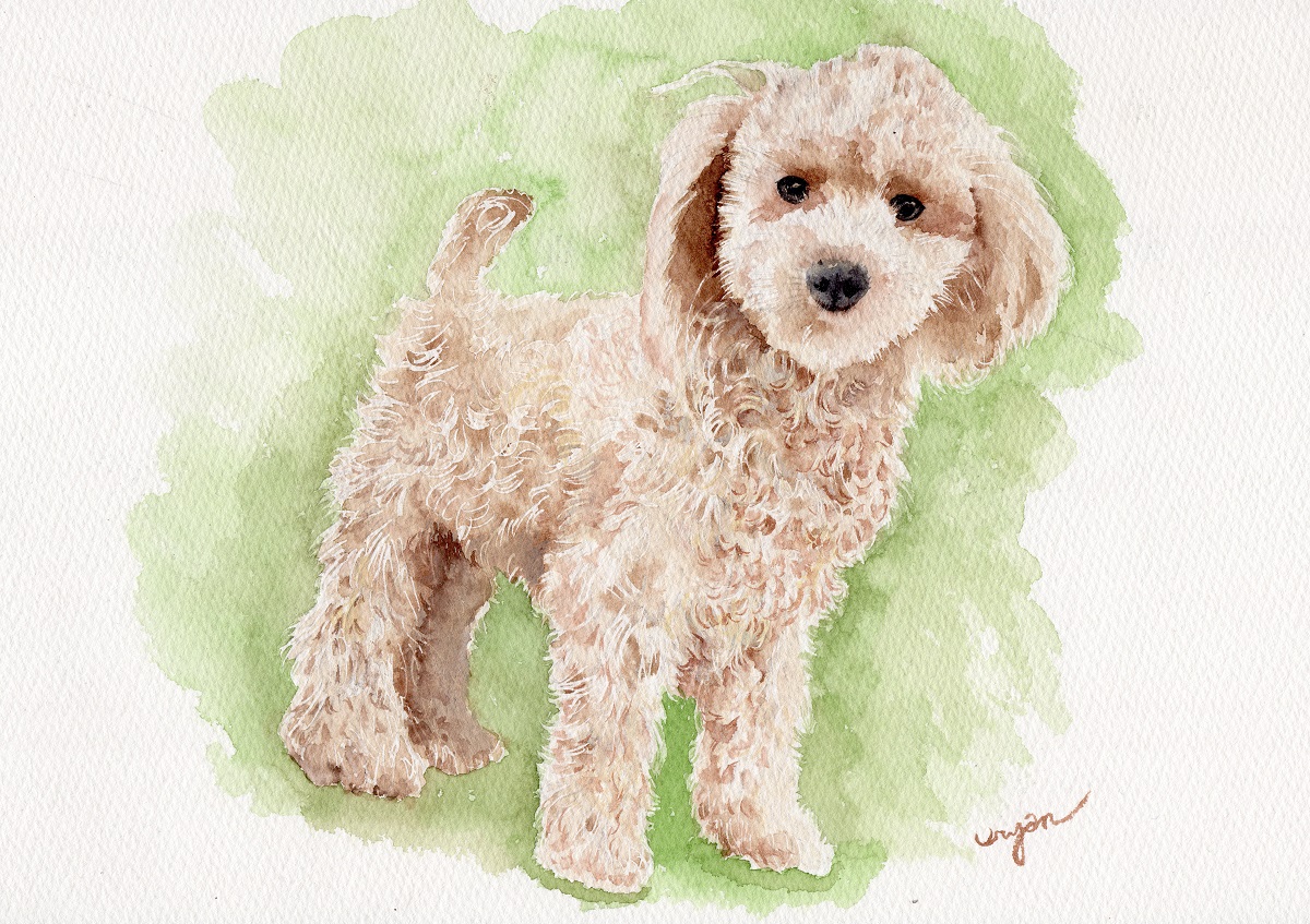 うりゃん 今日の落書き 今日はトイプードルを描いてみました トイプードル 犬 透明水彩 Watercolor 水彩画 水彩 落書き アナログ T Co J8faszr3yg Twitter