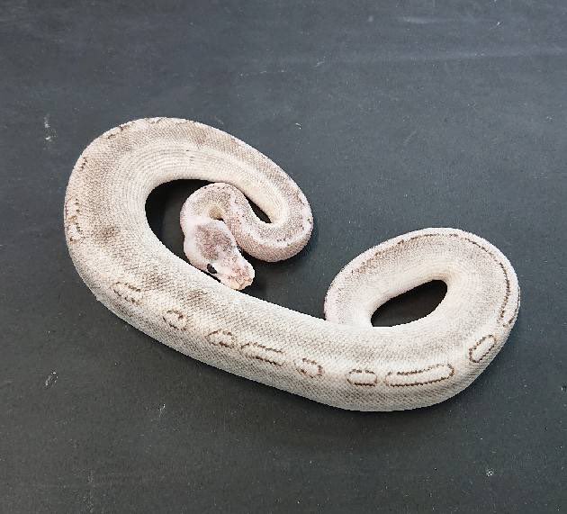 ボールパイソン “VPIアザンシャンパン”♂ 人気のアザンコンボです