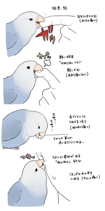 インコは噛み方ひとつとっても感情豊かですよね(大抵痛い) 