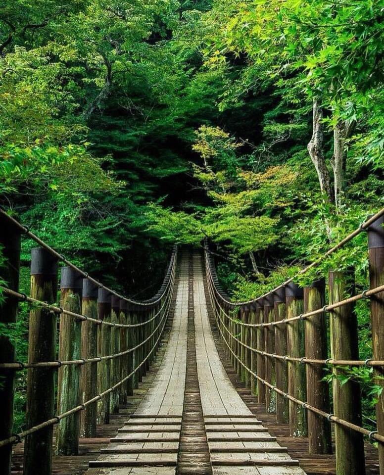 artandsoul_andi's tweet photo. “If the path be beautiful, let us not ask where it leads”...💚
#pathswewalk #followthepath
Anatole France
📷 @saitohyasushi https://t.co/48iWqv20mU