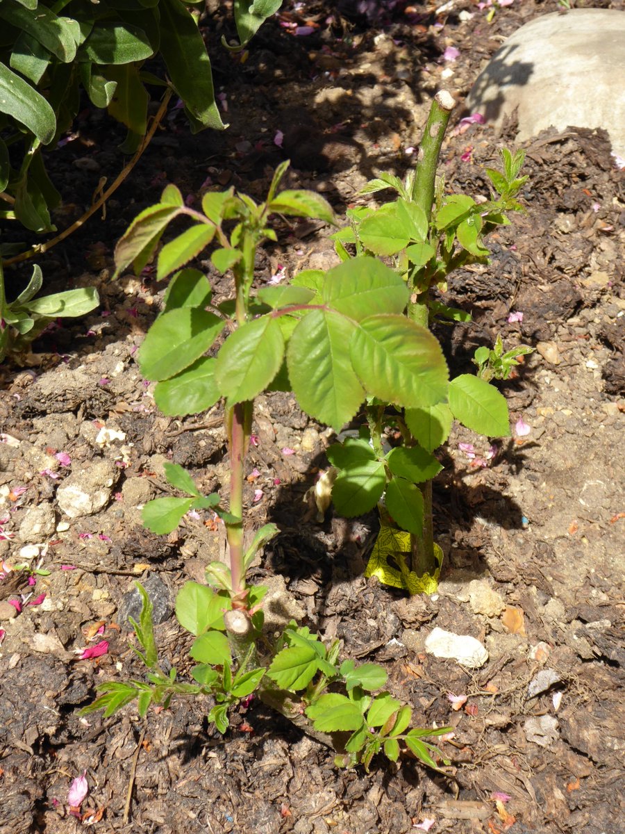 Girlinthe's tweet photo. #BareRootRoseWatch day 28: these are definitely, no question, proper leaves. https://t.co/lxXUVoMVF8