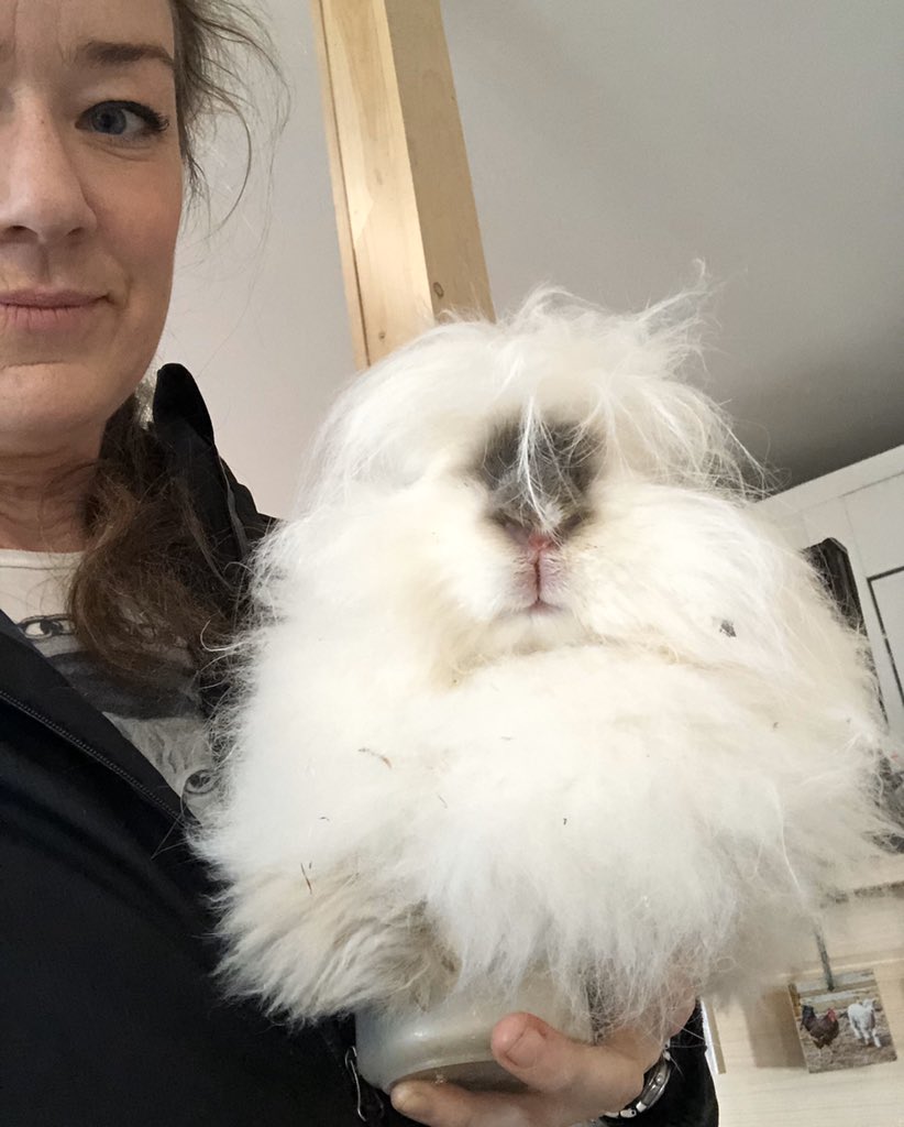 fleeceharmony's tweet photo. I believe Paige and I are on the same page.
#angorarabbit #fleeceandharmony #yarn #woolmill https://t.co/oRbVDRvlR4
