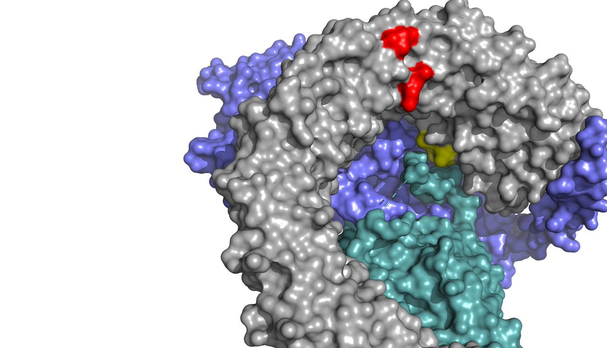 Mutation of A subunit K194R and L198V (in red) causes resistance to DT-061 but far from the binding pocket (yellow) - is there a structural relay causing this?